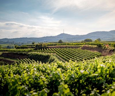 Kiefer Landschaft Bild@RoyalPictures